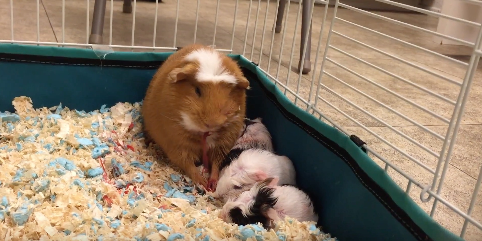 My New Adorable Newborn Guinea Pigs!